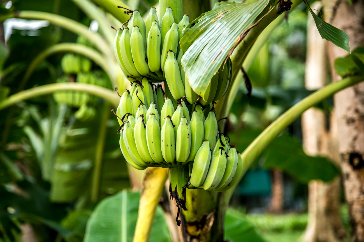 plantain